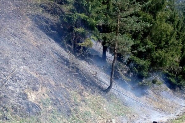 Arde pădurea la Săcuieu. Unicul arbore de Seqouia din România este in pericol