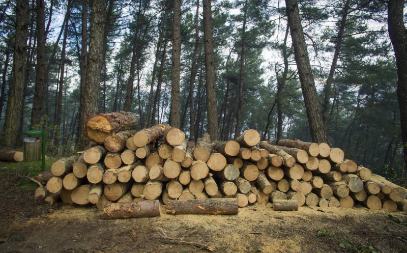 Aproximativ 100 de dosare penale într-o singură săptămână, pentru infracţiuni în domeniul silvic