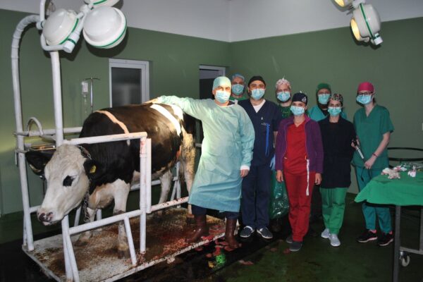 Operație veterinară, transmisă online în premieră, cu participarea a peste 750 studenți de la Facultatea de Medicină Veterinară a USAMV Cluj-Napoca.