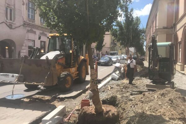 Se plantează copaci pe două străzi istorice din Cluj. Deja totul începe să arate spectaculos