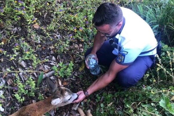 O căprioară a fost lovită de o mașină în Făget, dar a fost salvată de un polițist rutier