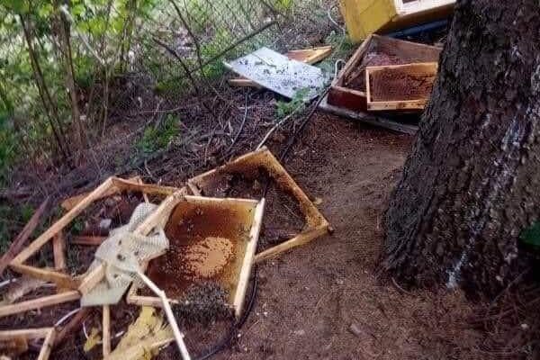 Un urs a făcut ravagii într-o stupină din Casele Micești în căutare de mâncare – FOTO