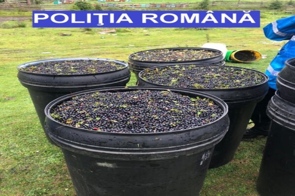 Polițistii clujeni au confiscat sute de kilograme de afine și ciuperci