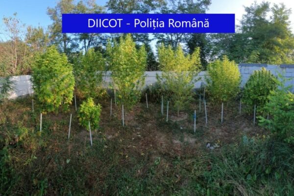 14 persoane reținute după mai multe percheziții la domiciliul traficanților de droguri