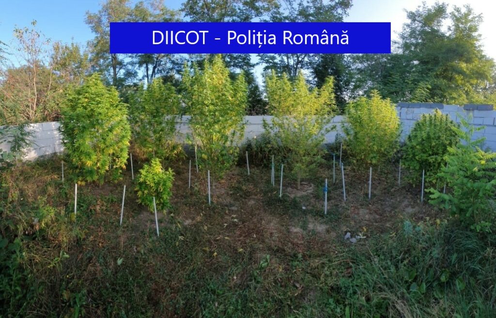 14 persoane reținute după mai multe percheziții la domiciliul traficanților de droguri