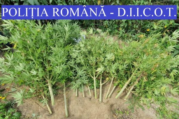 Doi bărbați din Dej care cultivau cannabis au fost arestați preventiv