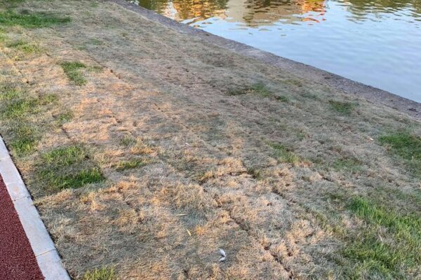 Exclusiv! Gazonul electoral din Parcul de la Iulius Mall s-a uscat! Emil Boc este furios la culme! ”Sunt sabotat”