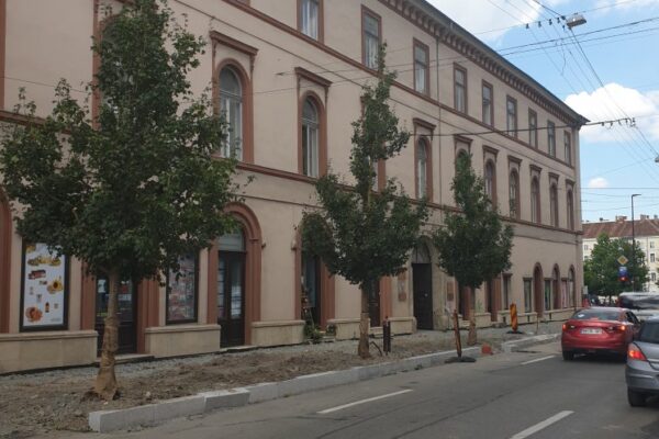 Primăria Cluj-Napoca instituie măsuri suplimentare pentru protejarea arborilor și rețelelor de pe strada Napoca