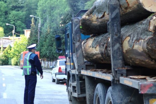 În continuare se fură lemne din Apuseni. Ce au descoperit polițiștii de la Căpușu Mare!