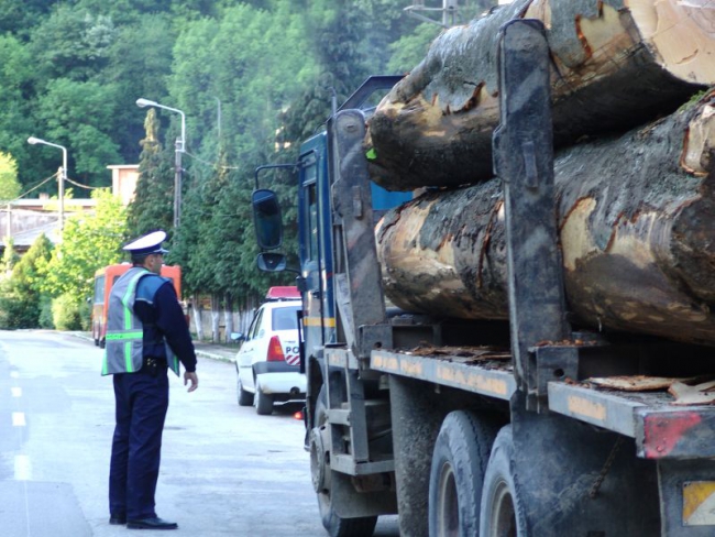 În continuare se fură lemne din Apuseni. Ce au descoperit polițiștii de la Căpușu Mare!