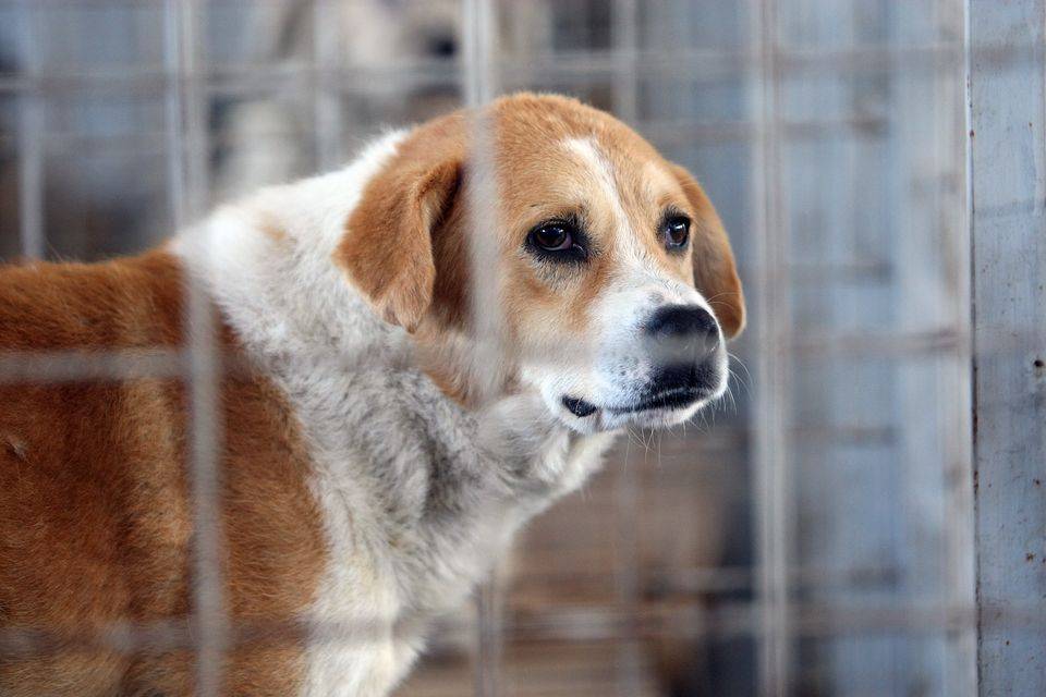 La Apahida începe campania de ridicare a câinilor fără stăpân de pe stradă