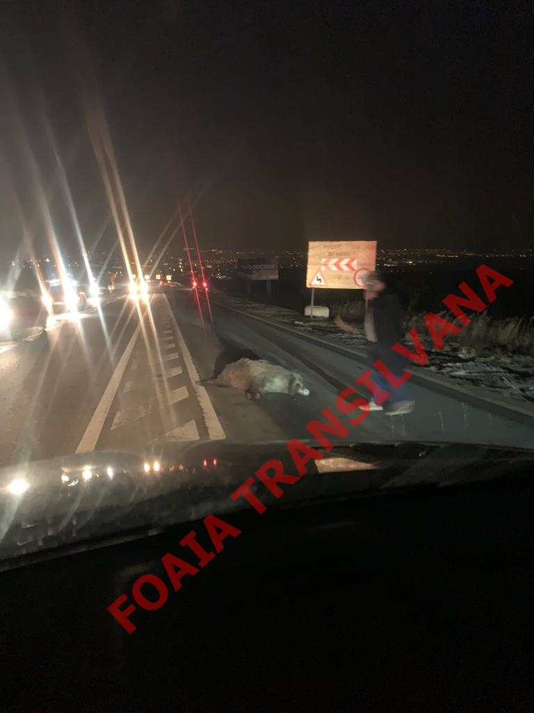 Circulația pe Calea Turzii este îngreunată. Motivul este un mistreț.