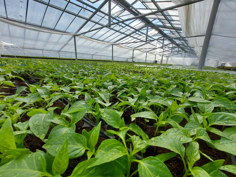 Peste 90.000 de răsaduri de legume produse la Stațiunea de Cercetare Horticolă, puse în vânzare de USAMV Cluj-Napoc