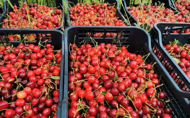 Primele cireșe de vânzare la Stațiunea de Cercetare Horticolă clujeană, sub preţul pieţei