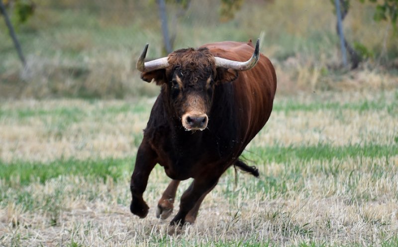 Un bărbat din Alba a fost ucis de propriul taur. Acesta a fost găsit fără suflare în gospodăria sa