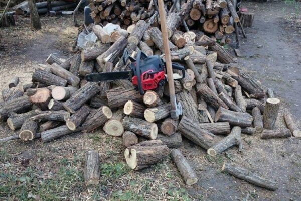 30 de zile de arest pentru un tânăr care a tăiat doi arbori dintr-o pădure din Cluj pentru a se încălzi