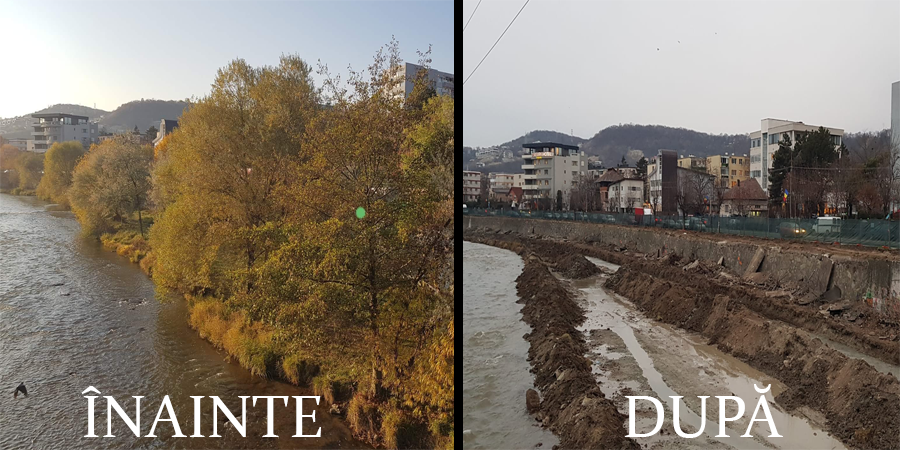 Lucrările de pe malul Someșului îi îngrijorează pe activiștii clujeni. Sute de copaci „maziliți” în Grigorescu