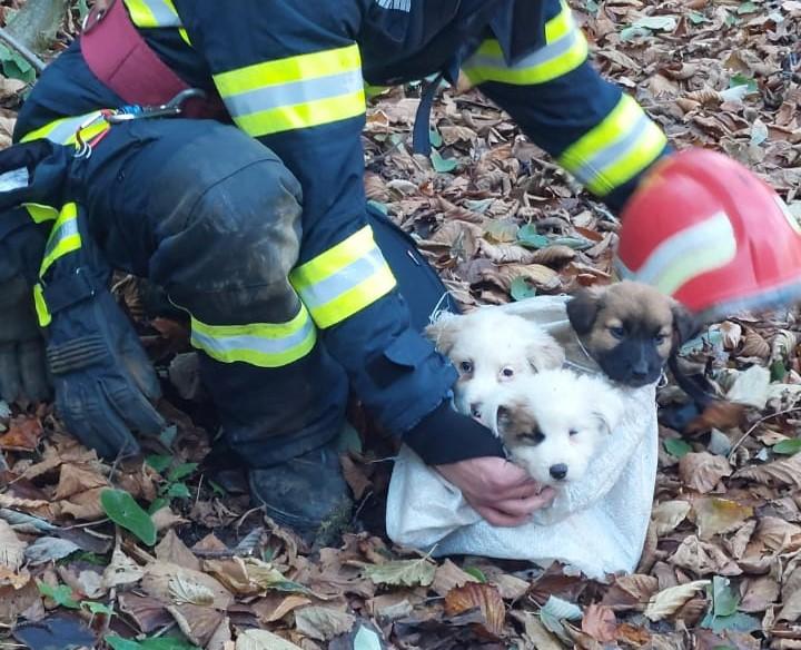 Misiune specială pentru pompierii clujeni. Trei cățeluși au fost salvați dintr-un puț unde au fost aruncați de un om fără suflet