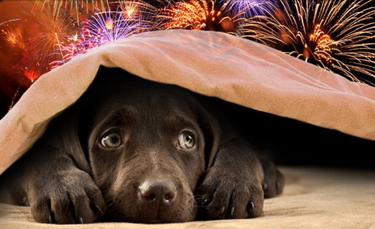Asociațiile de protecția animalelor din Cluj cer anularea focurilor de artificii din cartiere de REVELION: „Produc panică și anxietate”