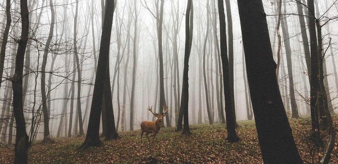 IMAGINE UNICĂ – Un cerb a fost surprins într-o pădure din Cluj
