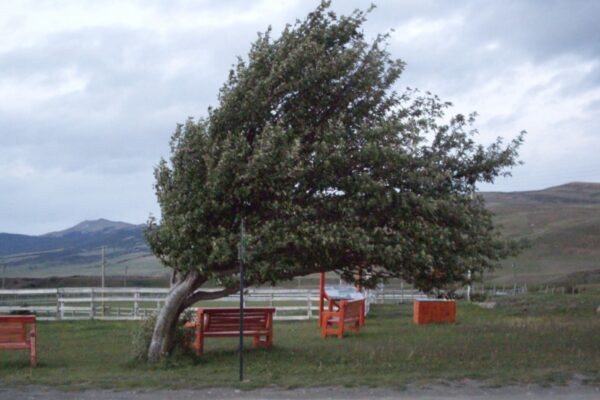 COD GALBEN de vânt puternic la Cluj. Rafalele ajung la 110 km/h