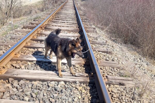 Imagini de o cruzime incredibilă. Cât de fără suflet poți să fii să faci una ca asta VIDEO