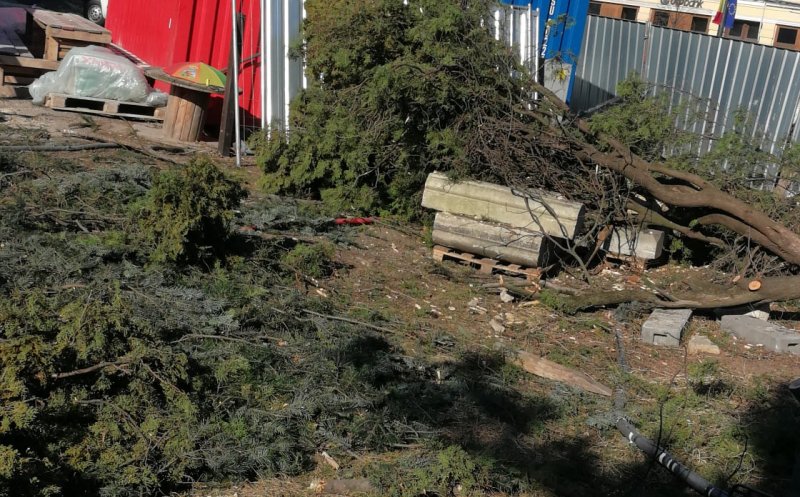 Frumoșii brazi din jurul Catedralei Sfântul Mihail din Piața Unirii au fost „măcelăriți”
