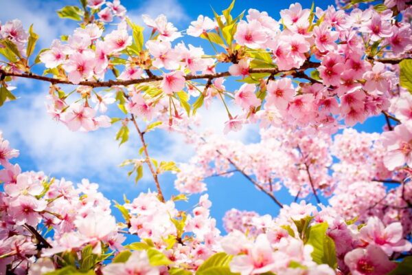 PROGNOZA METEO în luna următoare. Cum va fi vremea?