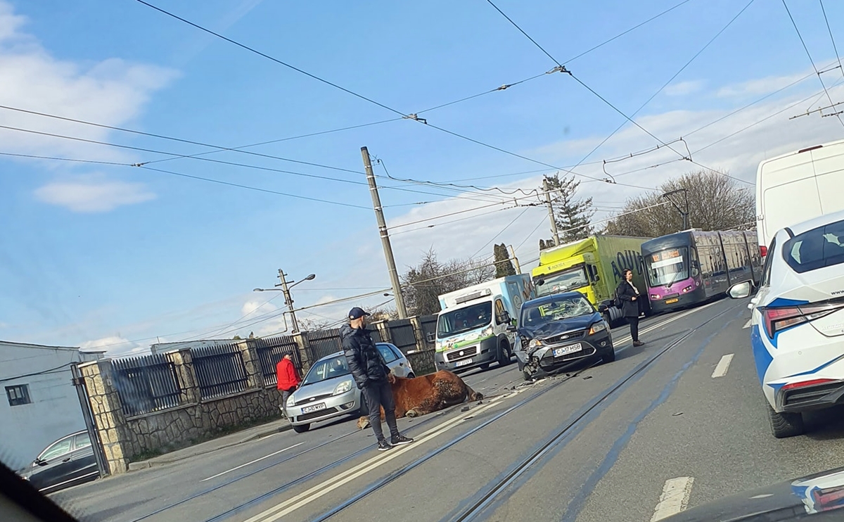 Un cal a provocat un grav accident de circulație pe Bulevardul Munci. Primăria Cluj Napoca nu a făcut niciodată nimic ca să rezolve situația