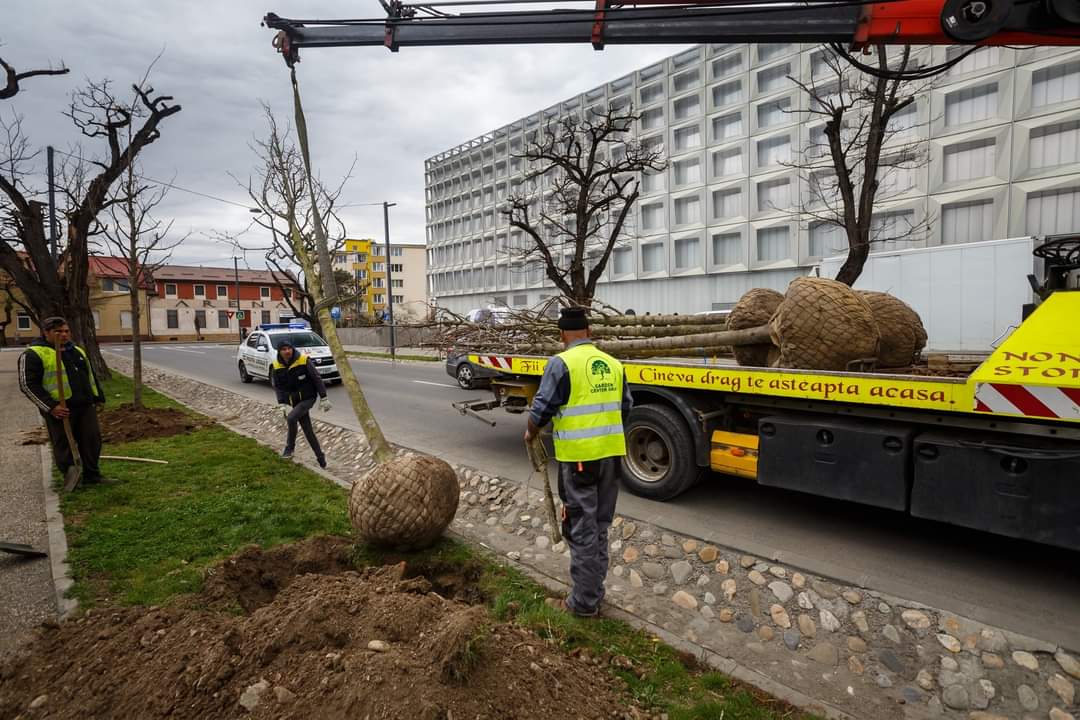 Continuă acțiunile de plantări în masă la Cluj. Câți arbori vor fi plantați în această primăvară