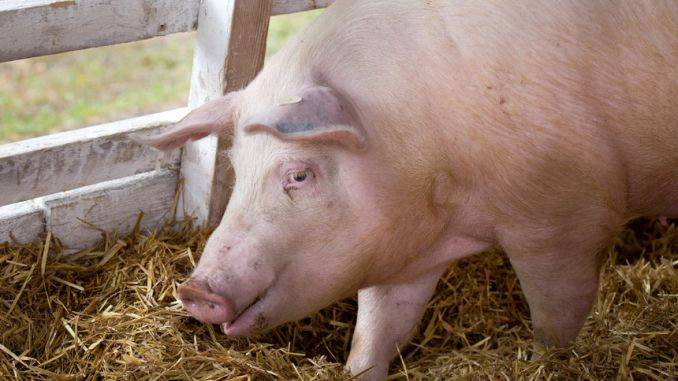 Autoritățile locale sunt în alertă, după ce a fost descoperit un porc mort infectat cu pestă porcină în Cluj-Napoca