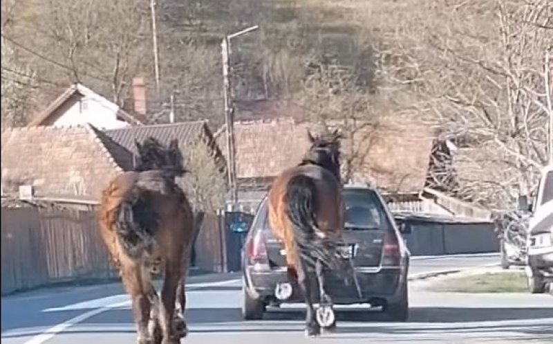Un șofer care a tras un cal legat cu funie de mașină a fost prins și amendat. Poliția Animalelor s-a activat