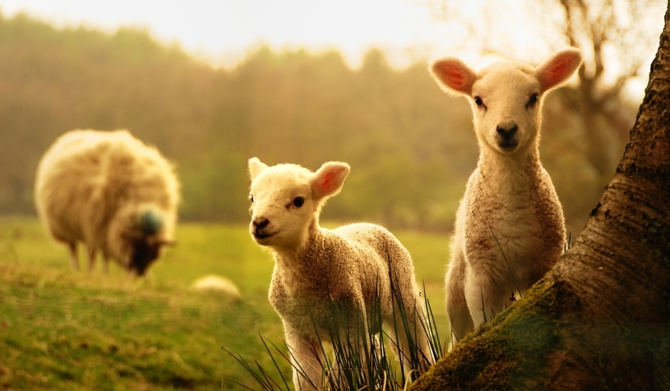 ATENȚIE la tentativele de trafic de carne de câine în loc de miel! Veterinarii ne avertizează să fim atenți la ce consumăm de Paște