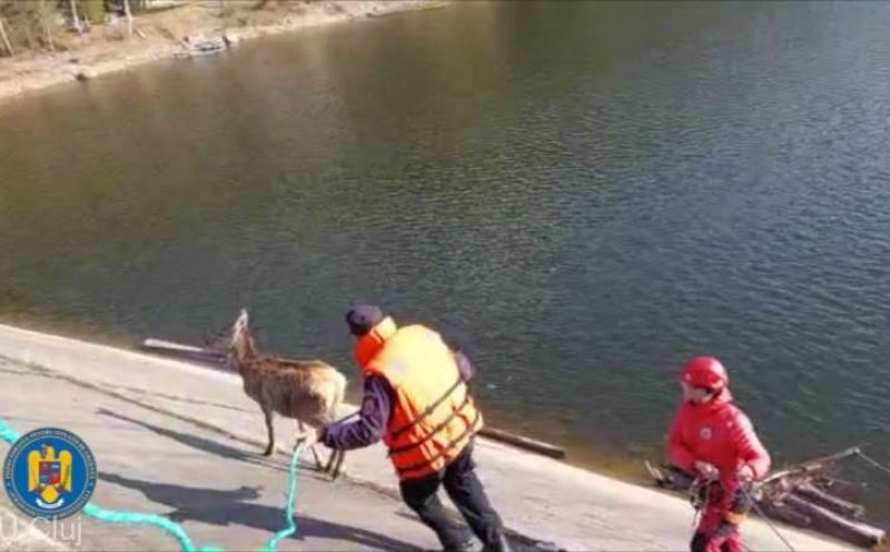 Pui de cerb blocat pe un refugiu din lacul Beliş-Fântânele, salvat cu succes de pompierii clujeni