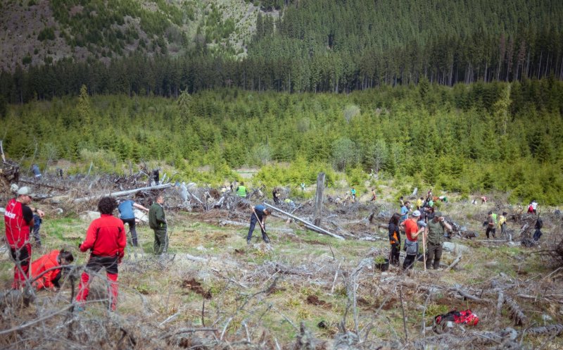 Acțiunea de împădurire de la Măguri Răcătău, un succes. Au fost plantați peste 3000 de puieți