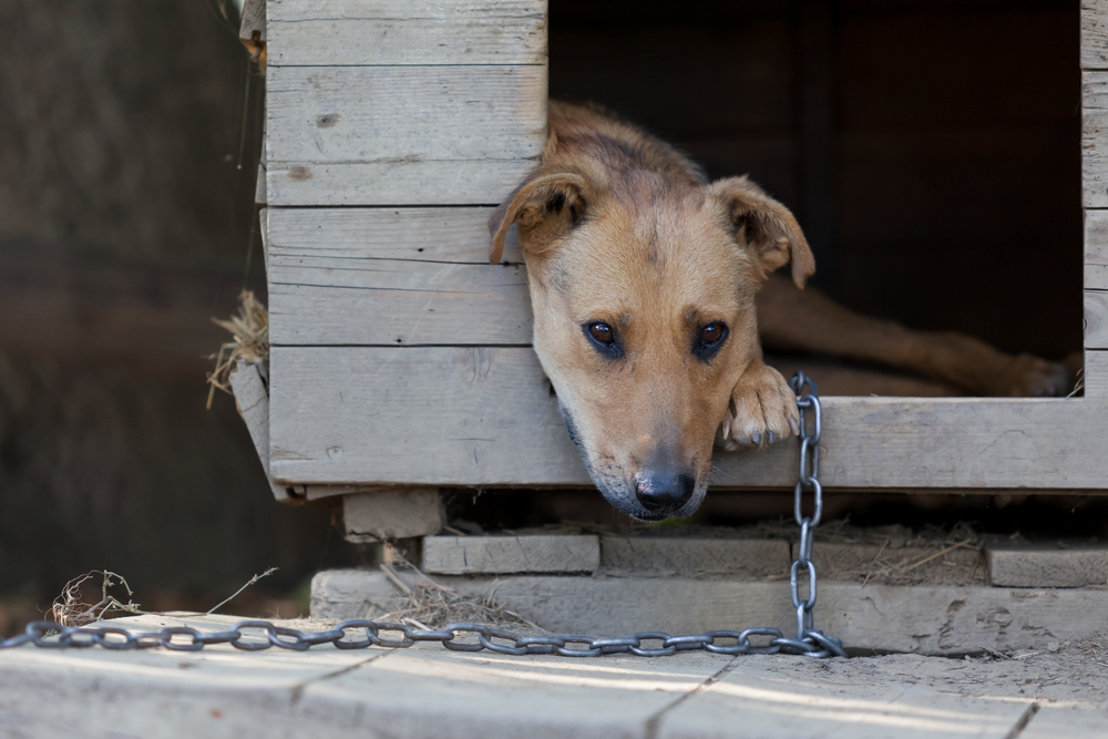 Amenzile pentru actele de cruzime față de animale s-au triplat. Se poate face pușcărie până la 7 ani