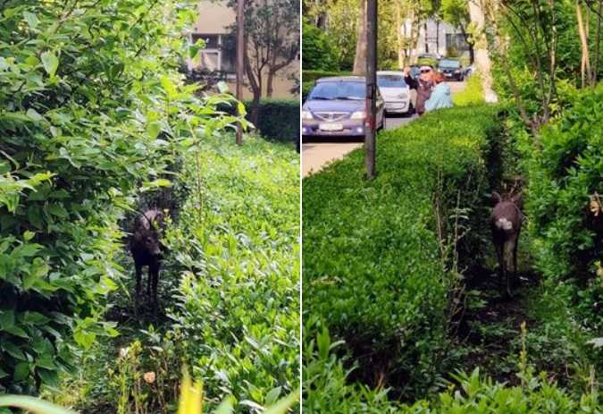 FOTOGRAFIA ZILEI. Căprior surprins printre blocuri în Gheorgheni! FOTO