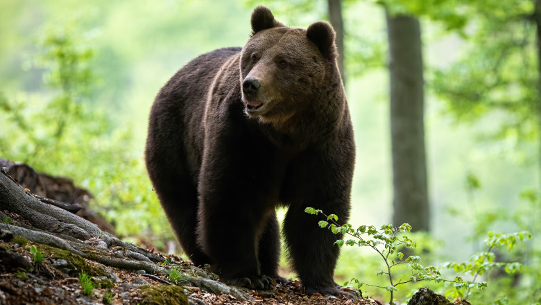 Urs surprins în Mărișel și Râșca. S-a emis mesaj RO-ALERT