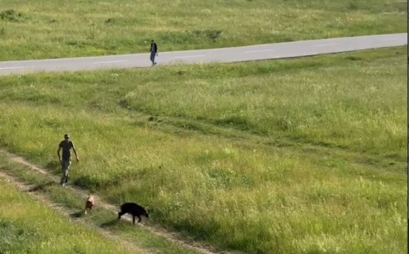 Un mistreț s-a rătăcit printre blocurile din Florești – FOTO