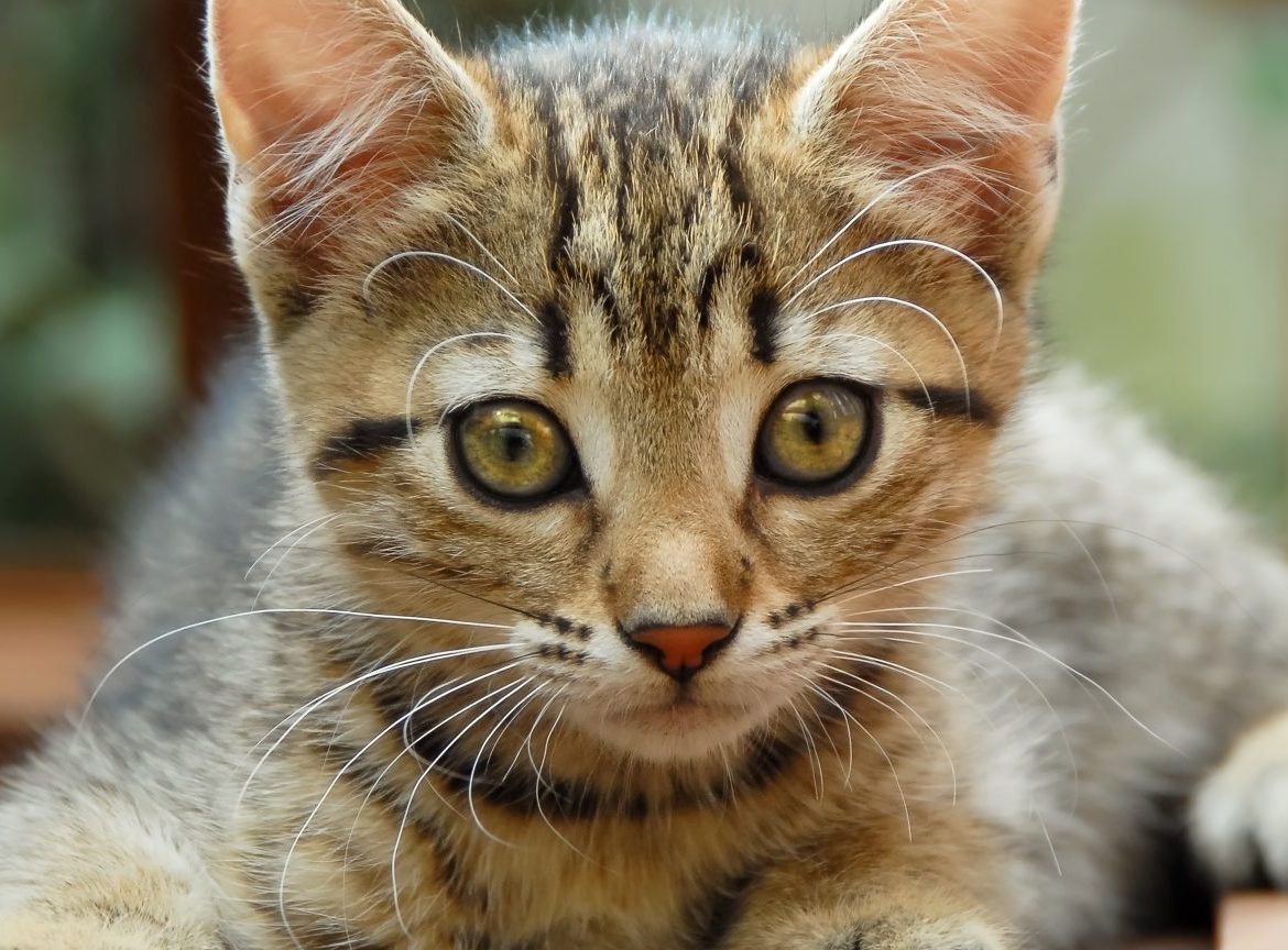Poliția Animalelor Cluj a intrat pe fir. Muncitorii asiatici de pe șantiere sunt acuzați că mănâncă pisicile de pe stradă