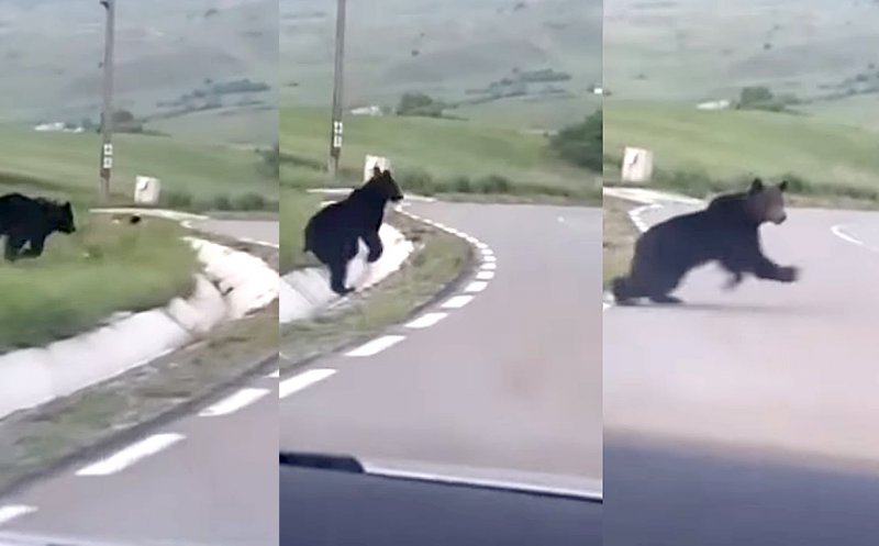 Un urs uriaș a fost filmat la intrare într-o localitate din Alba – VIDEO