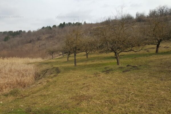 Descoperire șocantă pe Dealul Borhaciului. S-a deschis dosar penal pentru ucidere