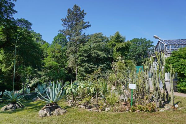 Eveniment UNIC la Grădina Botanică din Cluj. O plantă rară a înflorit în plină caniculă