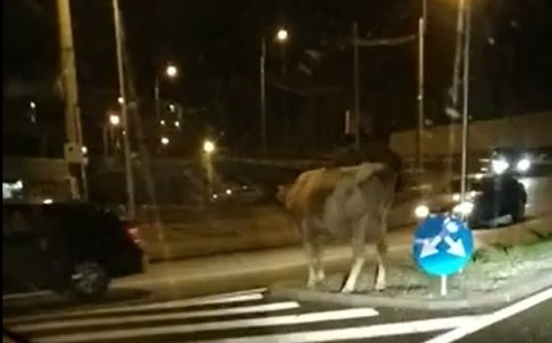 „Clujul de cinci stele”. Vacă rătăcită într-un sens giratoriu din oraș