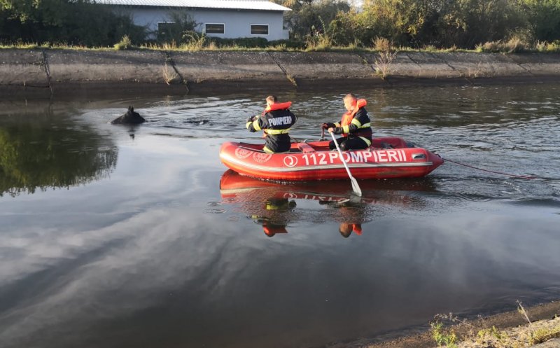 Acțiune dificilă a pompierilor clujeni de salvare a unui cal de rasă din Someș. Intervenția a durat 4 ore