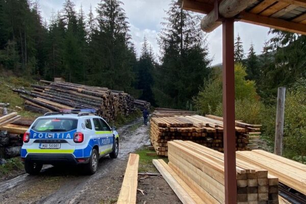 Mafia lemnului din județele Cluj și Alba, în vizorul poliției. Percheziții ample la mai multe persoane bănuite de furturi de lemn