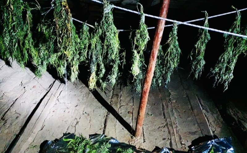 Plantație de cannabis descoperită în Neamț, iar trei persoane au fost reținute. Drogurile ajungeau și la Cluj