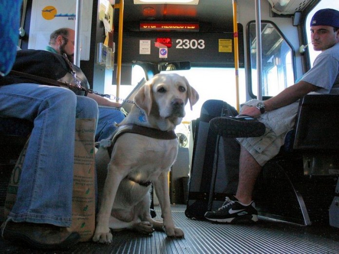 Proiect de lege: Animalele de companie ar putea avea acces mijloacele de transport în comun și în instituţiile publice
