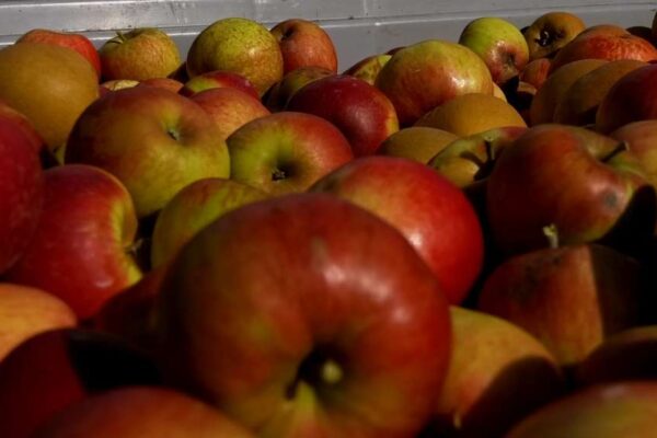 Exces de zel al inspectorilor ANAF. Au amendat cu 30.000 lei patru țărani care își vindeau merele la poartă