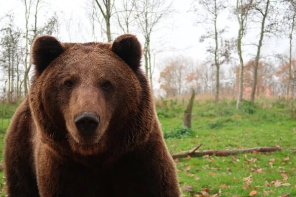 Un urs a coborât din pădure într-o localitate din județul Cluj. Locuitorii se tem pentru siguranța lor